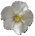 Daryl's Cherokee Rose